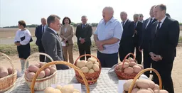 В России и Беларуси начались проблемы с картошкой
